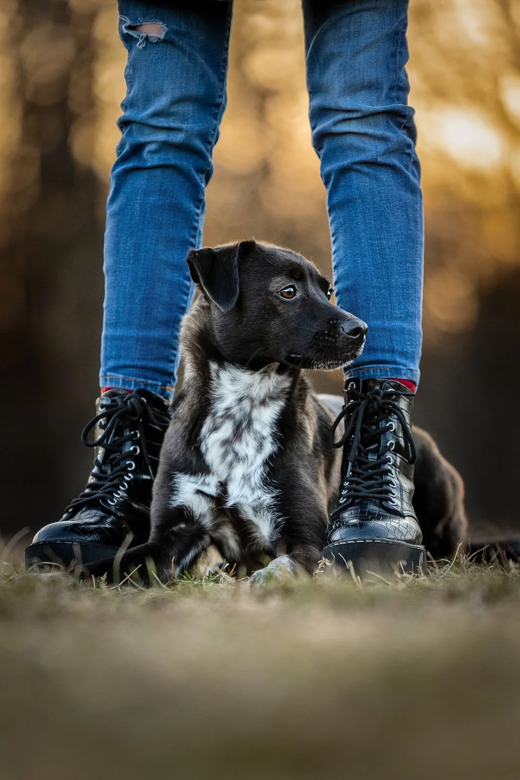 Hund sitzt geschützt zwischen den Beinen seiner Bezugsperson