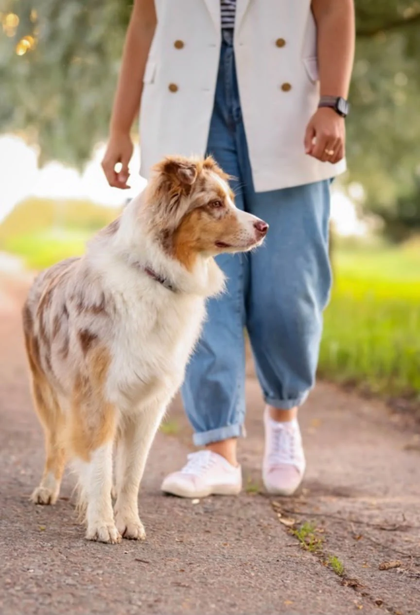 Hund neben seiner Bezugsperson beim Spaziergang