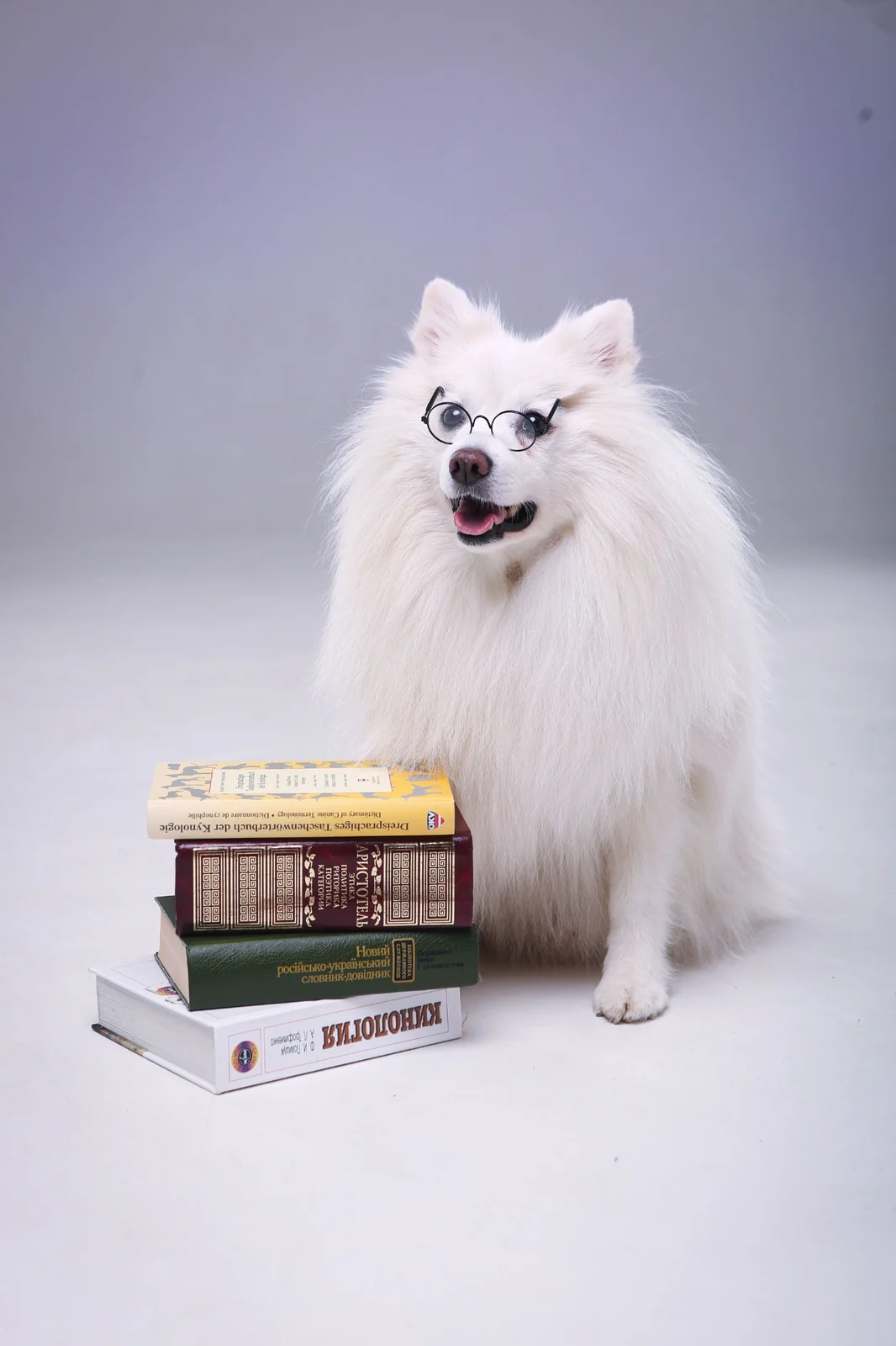 Hund mit Brille neben Büchern