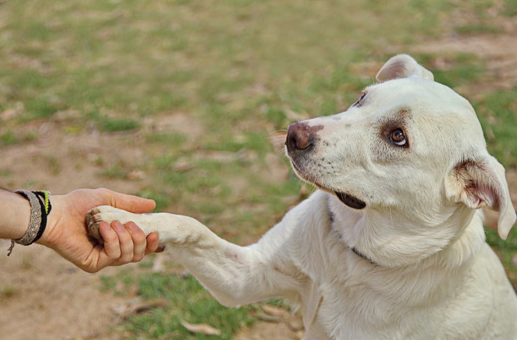 Hund gibt seiner Bezugsperson die Pfote