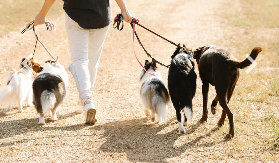 Person geht mit mehreren Hunden an der Leine spazieren