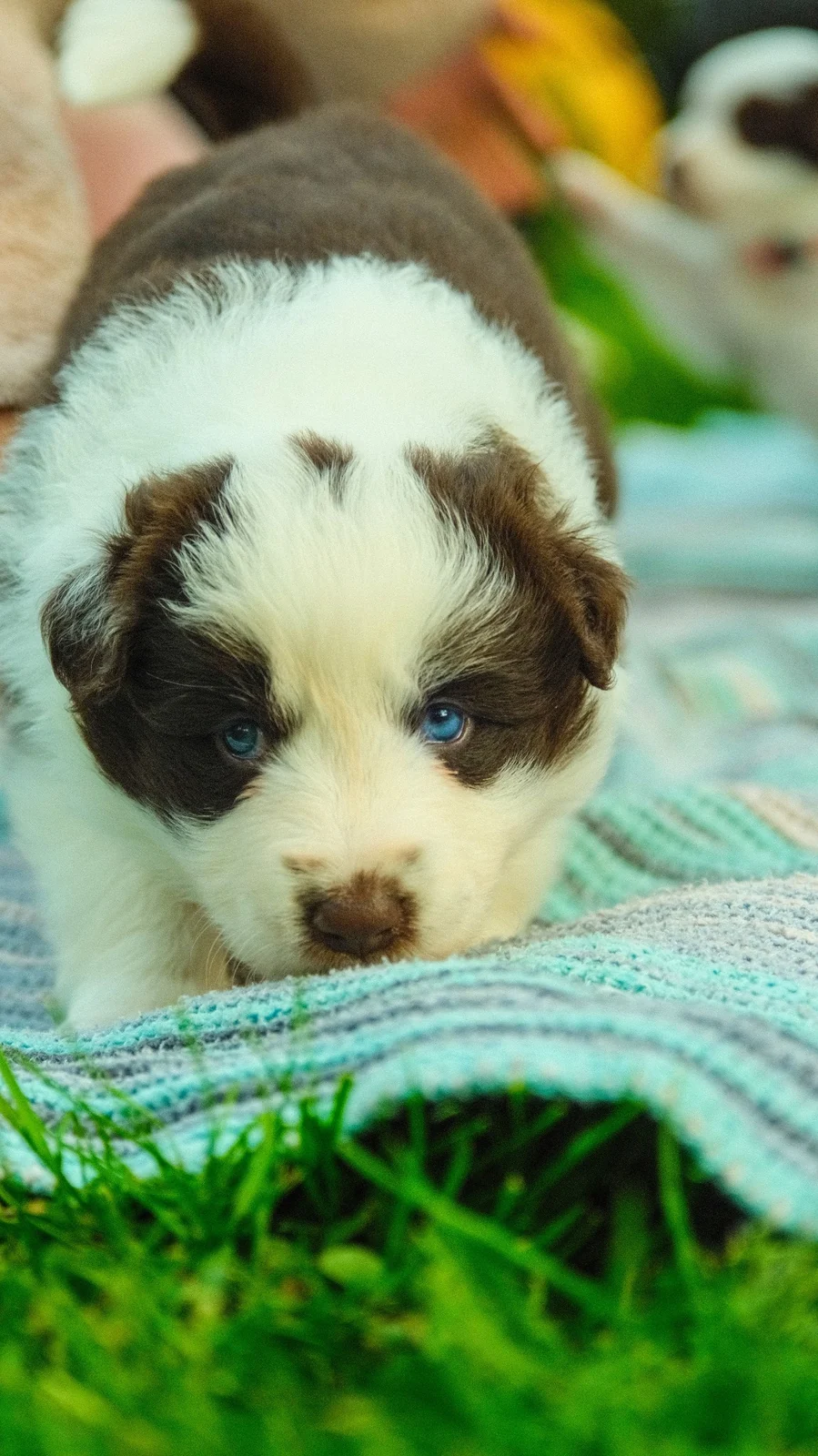 Welpe mit blauen Augen auf einer Decke