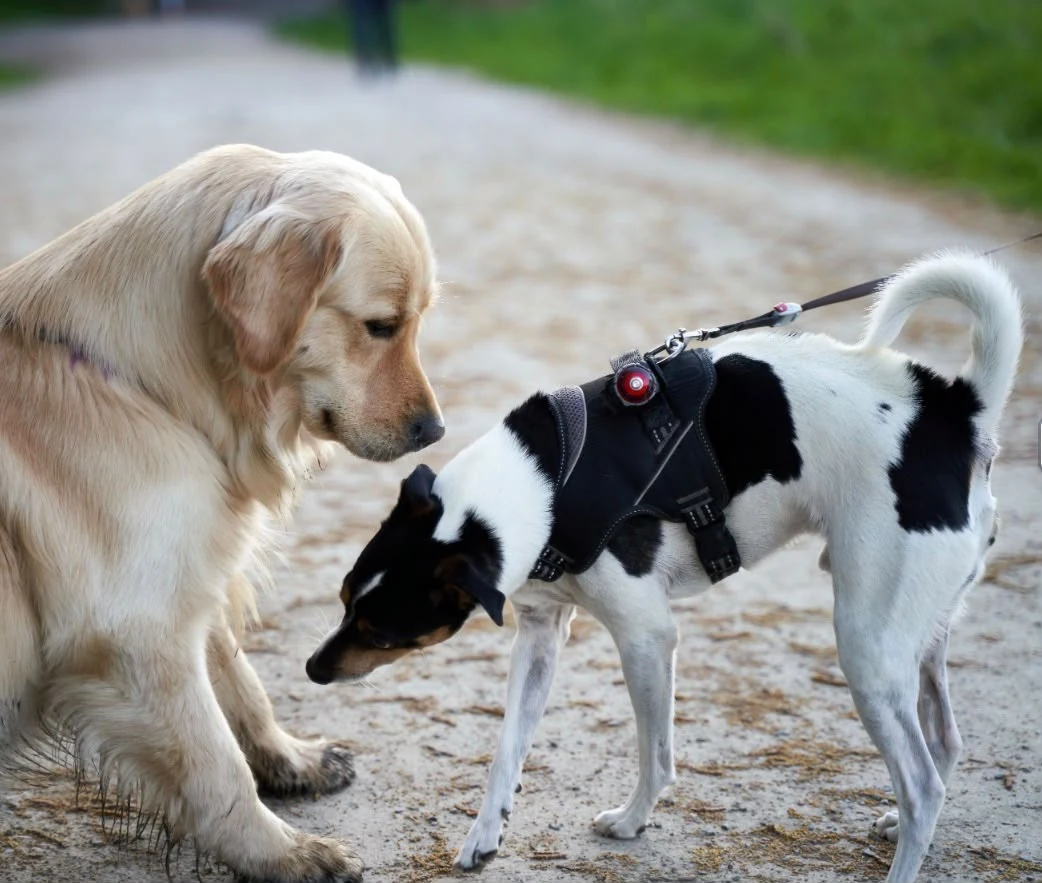 Zwei Hunde begegnen sich auf einem Spaziergang
