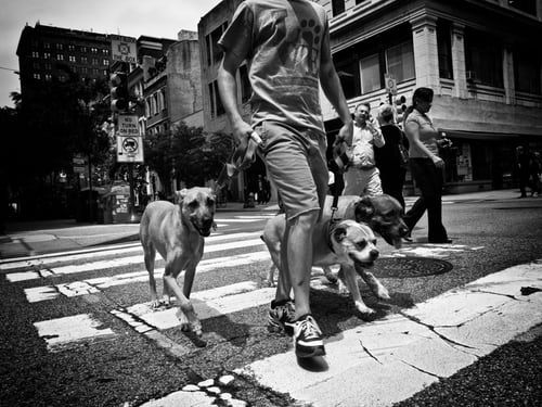 Hunde und Menschen gehen gemeinsam durch eine Stadt